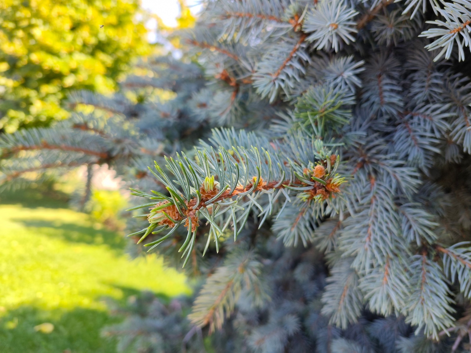 Redmi Note 17 Pro Max - Mostre Foto (bokeh): img-20260828-105114.jpg