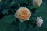IMG_20160510_162518.jpg