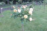 IMG_20160510_162515.jpg