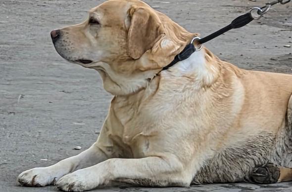 Samsung Galaxy S26 - Mostre zoom: 20260304_085152.jpg