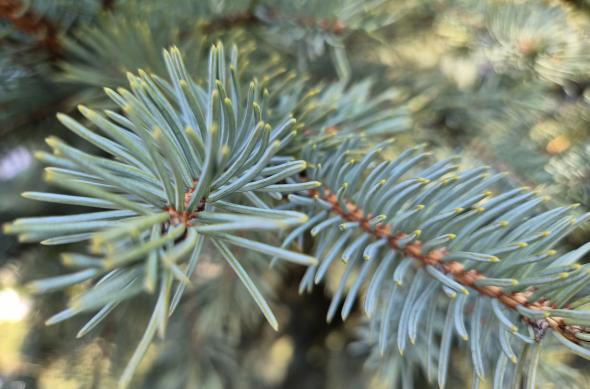 Samsung Galaxy S26 - Mostre closeup: Closeup_ (2).jpg