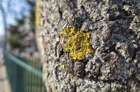 Samsung Galaxy S26 - Mostre closeup: Closeup_ (9).jpg