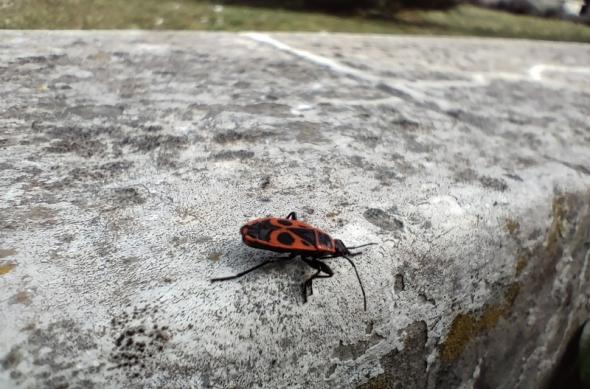 OPPO Reno5 5G - Mostre foto (macro): IMG20210330161513.jpg