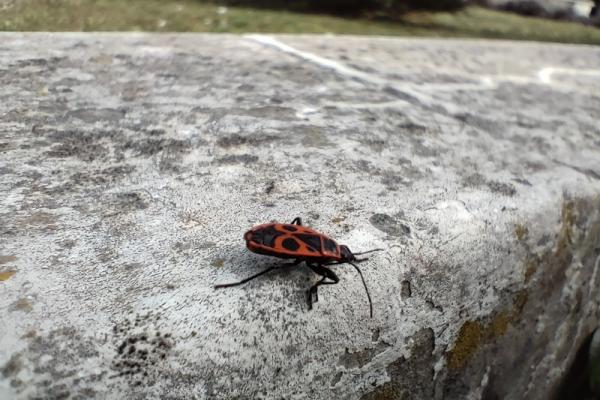 OPPO Reno5 5G - Mostre foto (macro)