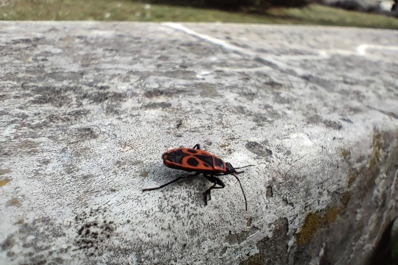 OPPO Reno5 5G - Mostre foto (macro): IMG20210330161513.jpg