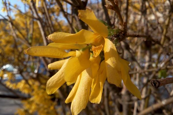 Allview P8 Energy Mini - Mostre Foto