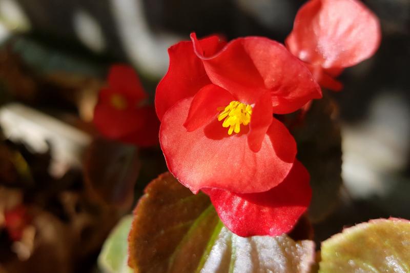 Samsung Galaxy Note 8 - Mostre Foto (ziua): 20170914_160104.jpg