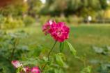 OnePlus-Nord-4-Mostre-Bokeh_005.jpg