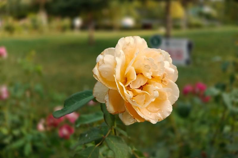 OnePlus Nord 4 - Mostre Foto (bokeh): OnePlus-Nord-4-Mostre-Bokeh_003.jpg