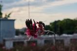 POCO-F7-Mostre-bokeh_015.jpg