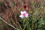 POCO-F7-Mostre-bokeh_018.jpg