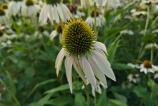POCO-F7-Mostre-bokeh_008.jpg