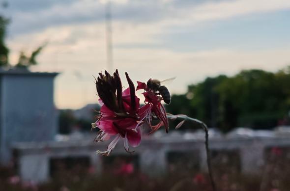 POCO F7 - Mostre bokeh: POCO-F7-Mostre-bokeh_015.jpg