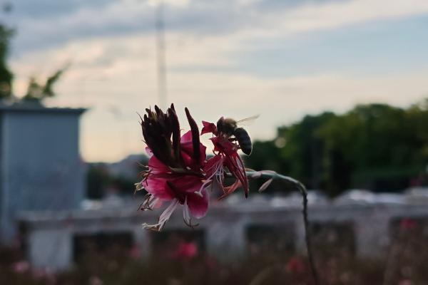 POCO F7 - Mostre bokeh
