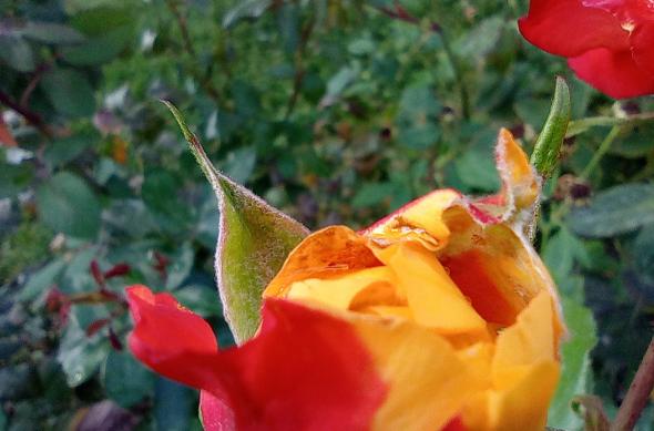 Redmi 10 - Mostre Foto (ziua): Redmi-10-Mostre-Macro_006.jpg