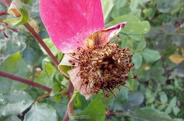 Redmi 10 - Mostre Foto (ziua): Redmi-10-Mostre-Macro_005.jpg