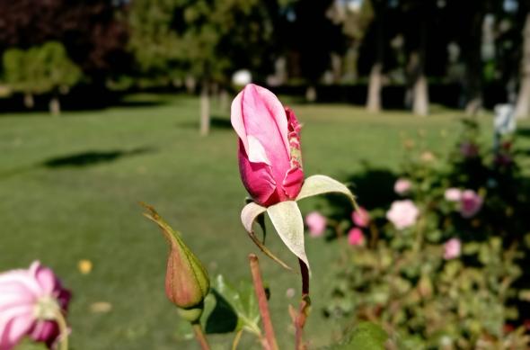 Redmi 10 - Mostre Foto (bokeh): Redmi-10-Mostre-Bokeh_002.jpg