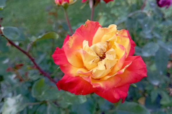 Redmi 10 - Mostre Foto (ziua): Redmi-10-Mostre-Culori_008.jpg
