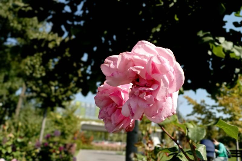 Redmi 10 - Mostre Foto (bokeh): Redmi-10-Mostre-Bokeh_003.jpg