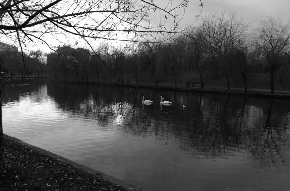 Huawei Mate 10 Pro - Mostre Foto (monocrome): IMG_20171215_151354.jpg