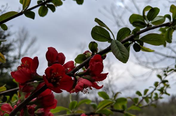Google Pixel 3 XL - Mostre Foto (ziua): MVIMG_20190405_155248.jpg