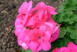 IMG_20160526_161356.jpg