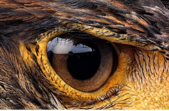 Mostre foto Vivo X100 Ultra și X100s: 6e16364dgy1hpdxzmufkbj235c2pgqv7.jpg