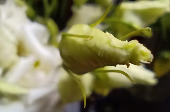 Motorola One Macro - Mostre foto (macro): IMG_20191024_114614980.jpg