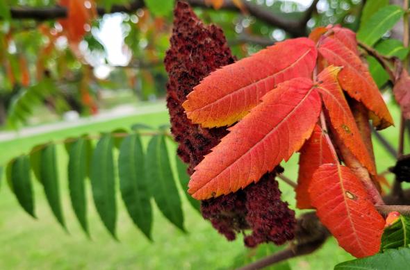 Galerie mostre foto realizate ziua cu Samsung Galaxy S20 FE 5G: 20201007_143554.jpg