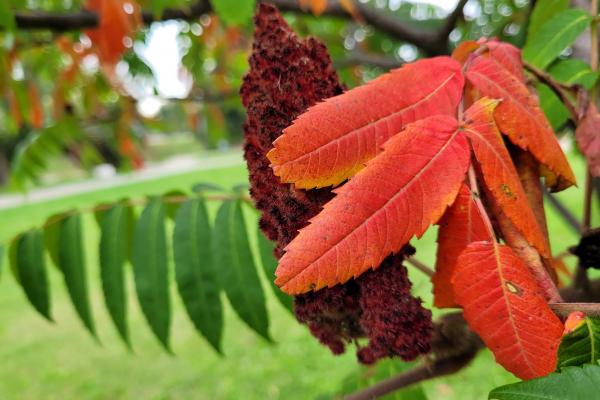 Galerie mostre foto realizate ziua cu Samsung Galaxy S20 FE 5G