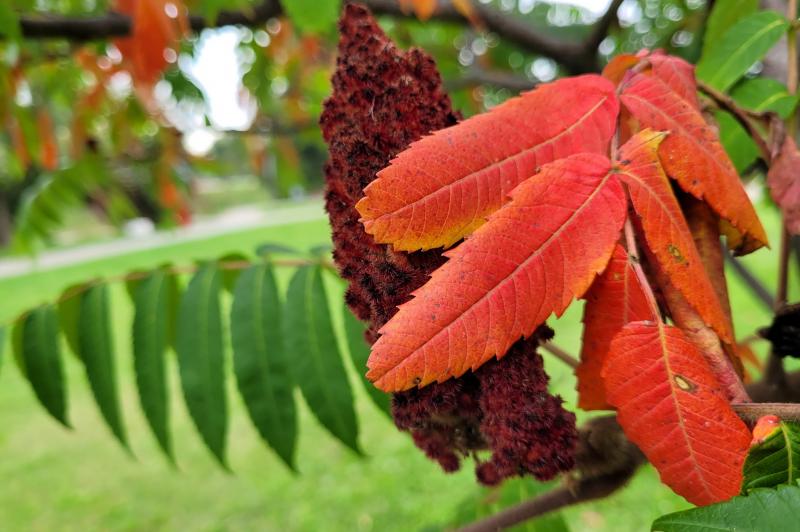 Galerie mostre foto realizate ziua cu Samsung Galaxy S20 FE 5G: 20201007_143554.jpg