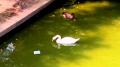 Allview P4 Alldro video sample III. - Mobilissimo.ro