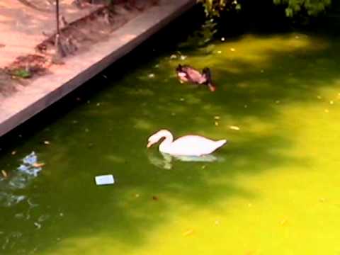 Allview P4 Alldro video sample III. - Mobilissimo.ro
