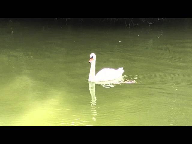 One Plus One Video Sample 1920x1080 30 FPS Zoom - Mobilissimo.ro