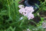 Honor-400-Mostre-Bokeh_004.jpg