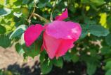 Honor-400-Mostre-Bokeh_014.jpg