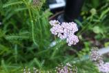 Honor-400-Mostre-Bokeh_005.jpg