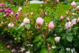 realme-gt-7t-mostre-bokeh_005.jpg