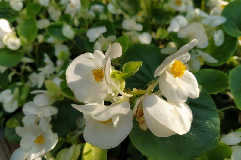 Xiaomi Mi A3 - Mostre Foto (bokeh): IMG_20190807_172517.jpg