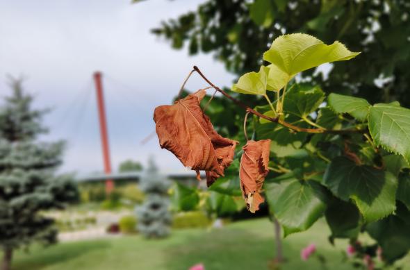 OnePlus Nord 3 - Mostre bokeh: OnePlus-Nord-3-Bokeh_007.jpg