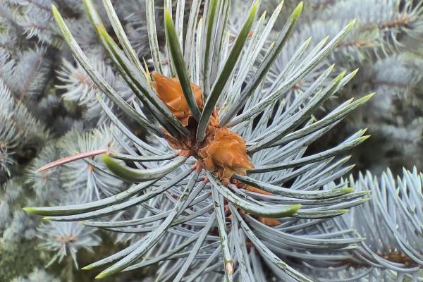 OnePlus Nord 3 - Mostre macro