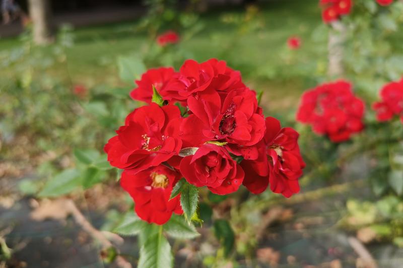 OnePlus Nord 3 - Mostre foto culori: OnePlus-Nord-3-Culori_007.jpg