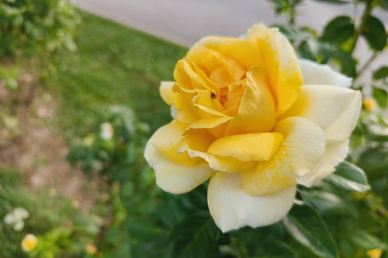 OnePlus Nord 3 - Mostre bokeh: OnePlus-Nord-3-Bokeh_001.jpg