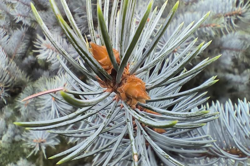 OnePlus Nord 3 - Mostre macro: OnePlus-Nord-3-Macro_005.jpg