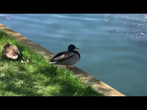 Apple iPhone SE, mostă video Full HD, 30 FPS (Zoom) - Mobilissimo.ro
