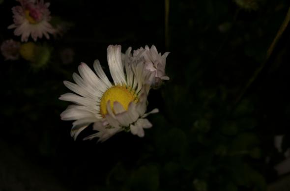 Close-up cu blitz (Samsung Galaxy S7 vs Huawei P9 vs Xiaomi Mi 5): Huawei P9