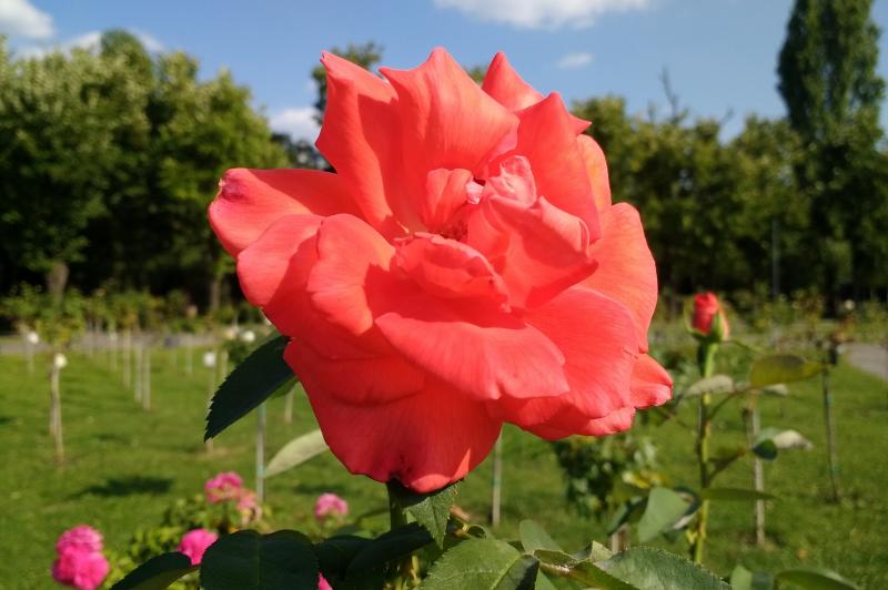 Lenovo Moto G4 - Mostre Foto (ziua): IMG_20160908_155610907.jpg