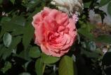 IMG_20160712_200341.jpg