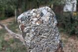 Samsung-Galaxy-A17-5G-Mostre-closeup-macro_004.jpg