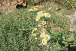 Samsung-Galaxy-A17-5G-Mostre-bokeh_003.jpg
